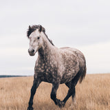 Out To Pasture - Digital Download