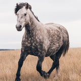 Out To Pasture - Digital Download
