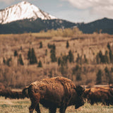 Bison Migration - Digital Download