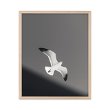 Soaring - Digital Download