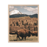 Bison Migration - Digital Download