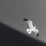 Soaring - Digital Download