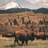 Bison Migration - Digital Download