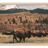 Out West Frame TV Art Pack