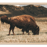 Out West Frame TV Art Pack
