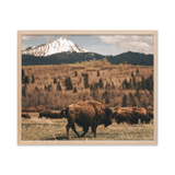 Bison Migration - Digital Download