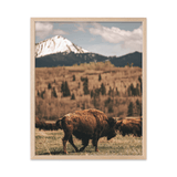 Bison Migration - Digital Download